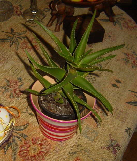 Nvny - Aloe (nagy) kasp nlkl