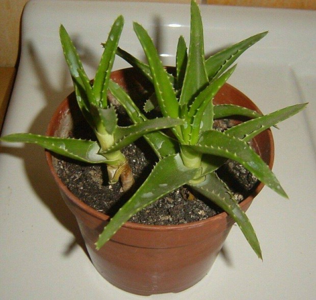Nvny - Aloe vera (2 db) nagyobb (3 db t), kisebb (1 db t)