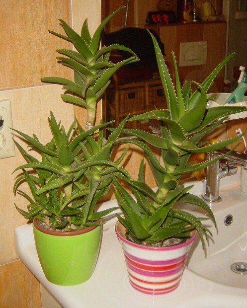 Nvny - Aloe vera - 40 cm / db kasp nlkl (2 db)