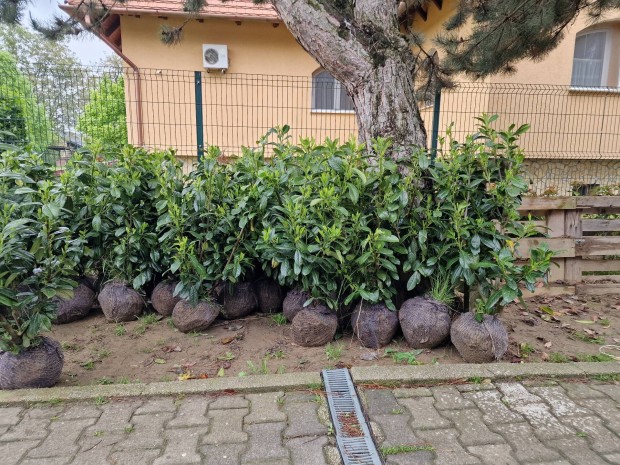 Novita Babérmeggy Ingyenes Szállítással!