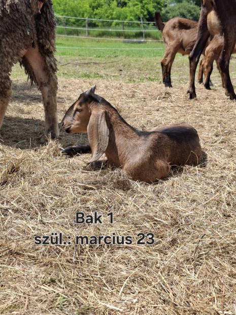 Nubiai bak gidk 