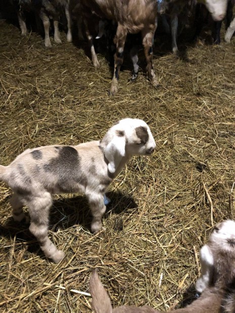 N�biai cumis kis kecske 