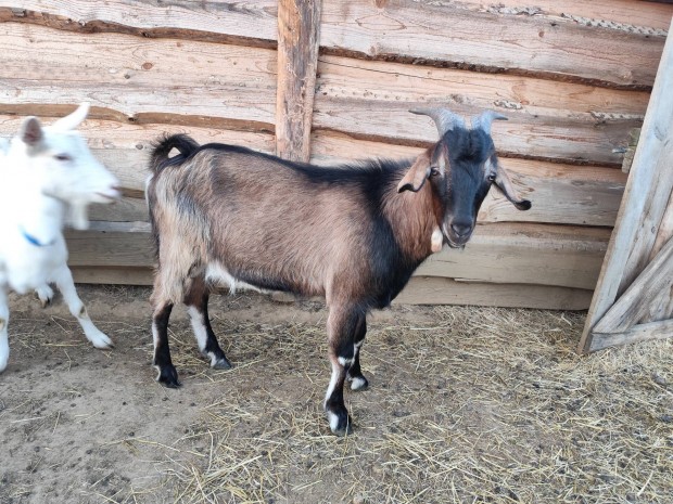 Nubiai jelleg bak kecske 