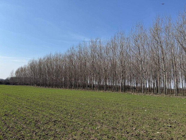 Ny�rfa erd� elad�