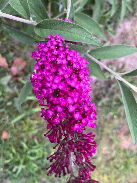 Nyriorgona - Buddleia davidii - "Sugarplum"