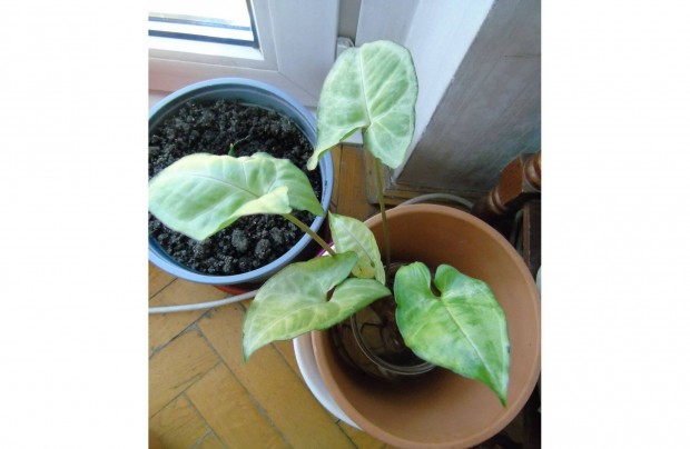 Ny�llevel� Arrowhead z�ld level� szoban�v�ny