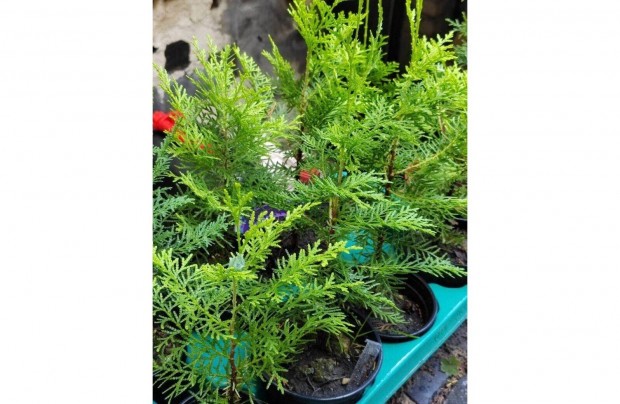 Nyugati tuja, Thuja occidentalis csemete
