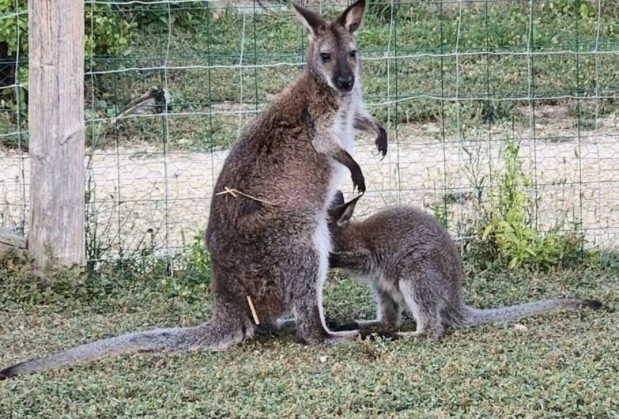 Nyuszi helyett kenguru hsvtra!