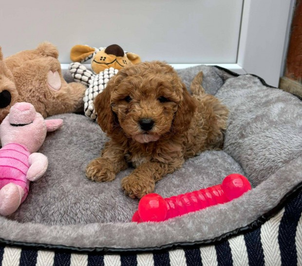 Okos Maltipoo kisfi gazdisodna Uszkr