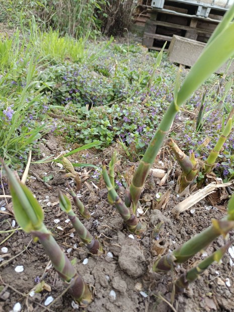 Olaszn�d riz�m�k