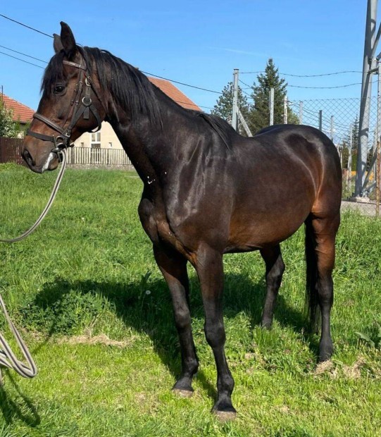 Oldenburgi sport l