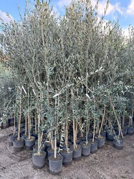 Olea europea, Frantoio fajtj (Olajfa, Olivafa)