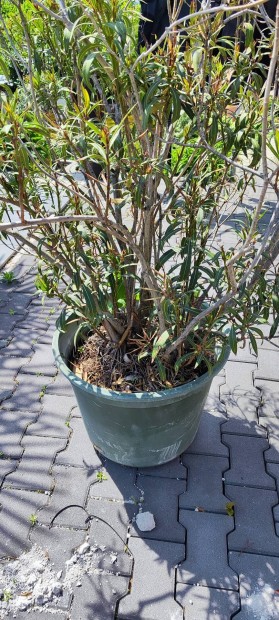 Oleander nagyok 