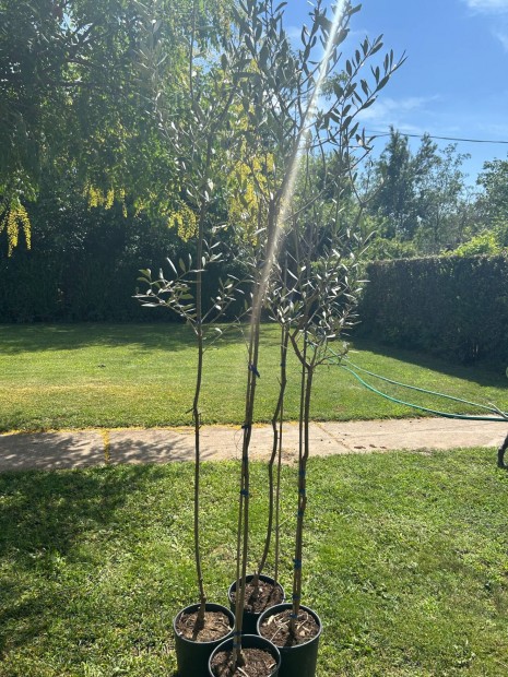 Olivafa, Olajfa Cipressino