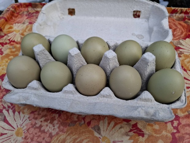 Olive egger toj�s!