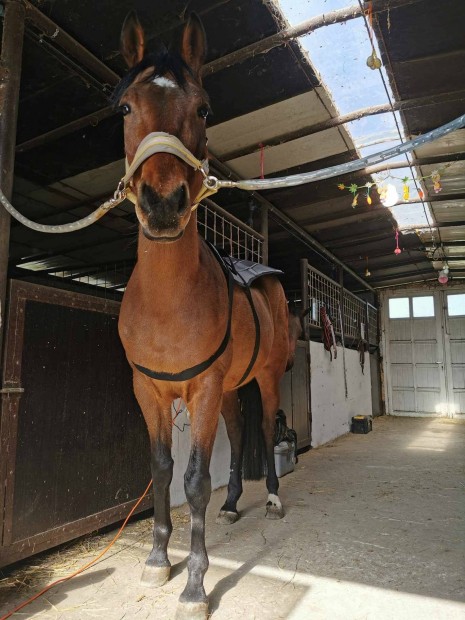 Omi bemer pemf Horses Pulzl mgnesterpia elektromgnes 