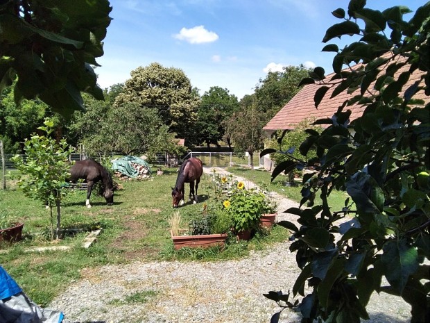 �nell�t�sra, �llattart�sra t�k�letes  7000 nm-es birtok elad� a Zseli