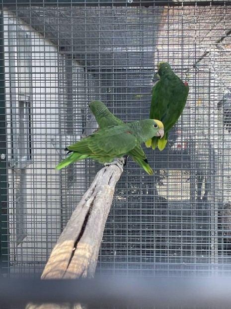 Oratrix amazon fiatalok