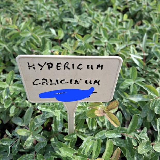 Orbncf ( Hypericum Calycinum)