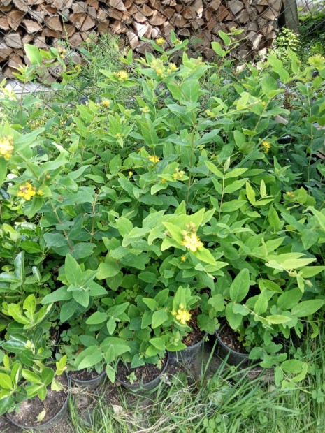 Orbncf hypericum elad!