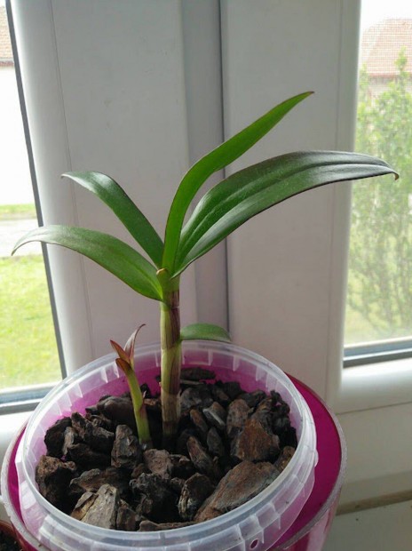 Orchidea Dendrobium. Fiatal