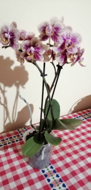 Orchidea Gynyr! 