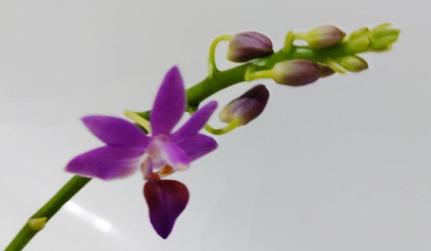 Orchidea- Doritaenopsis Purple Gem Aida