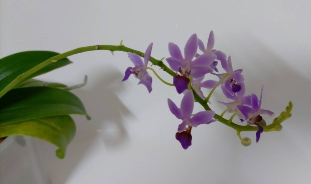 Orchidea - Doritaenopsis Purple Gem Aida