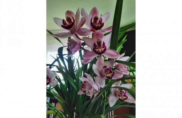 Orchidea elad