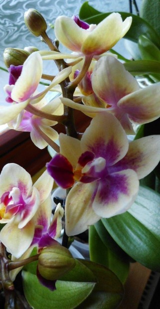 Orchidea keiki, Doritaenopsis Tess