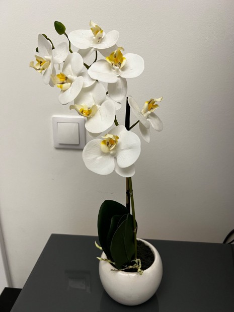 Orchidea mnvny