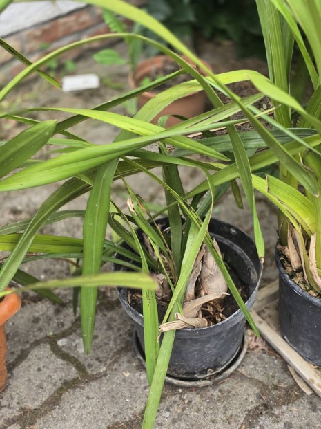 Orchidea nagy tő ,15-20 szál virág volt rajta eladó