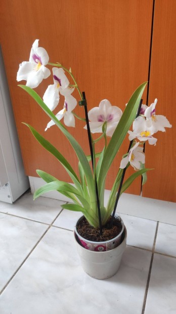 Orchidea olcson Zuglban elad