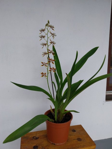 Orchidea virg szobanveny