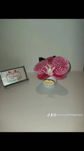 Orchideavirg mini kaspban