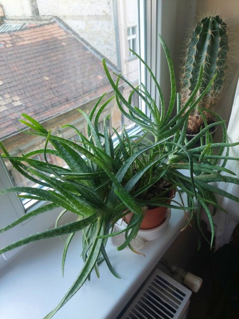 ris Aloe Vera tartval