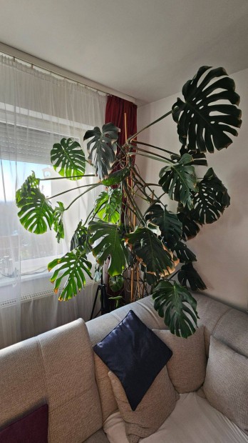 ris Monstera