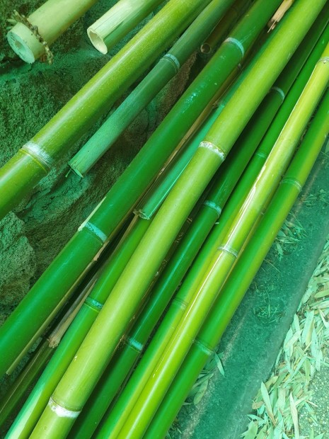 ris bambusz elad