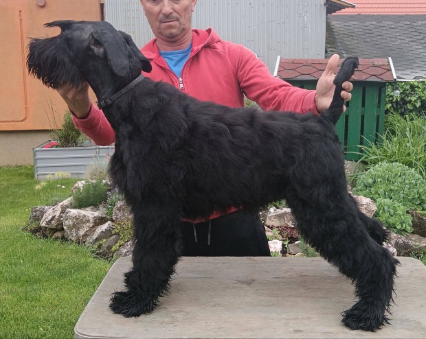 Óriás schnauzer kan kölyök ekérhető