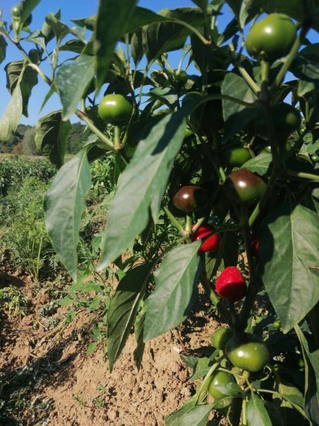 ris seresznye paprika