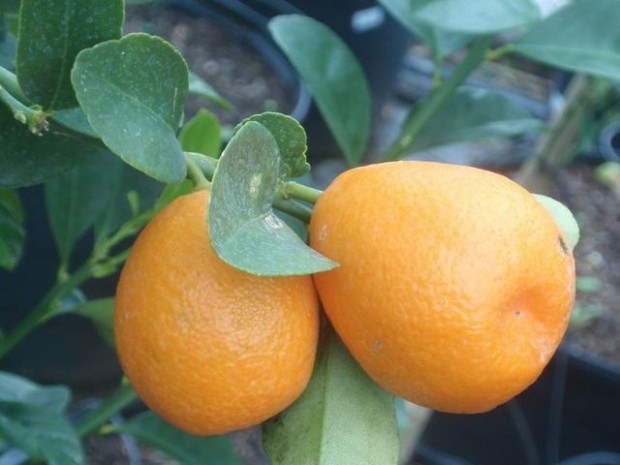 ris terms kumquat, hjastl ehet mandarin (Citrus obovata)