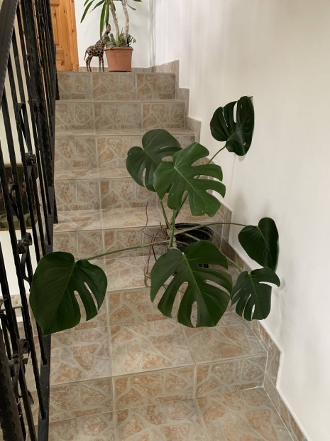 risi Knnyezplma Monstera