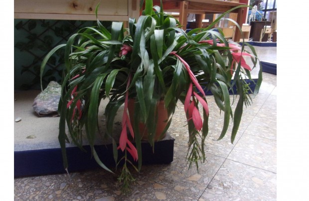 �ri�si brom�lia Billbergia �jpesten rengeteg t�vel