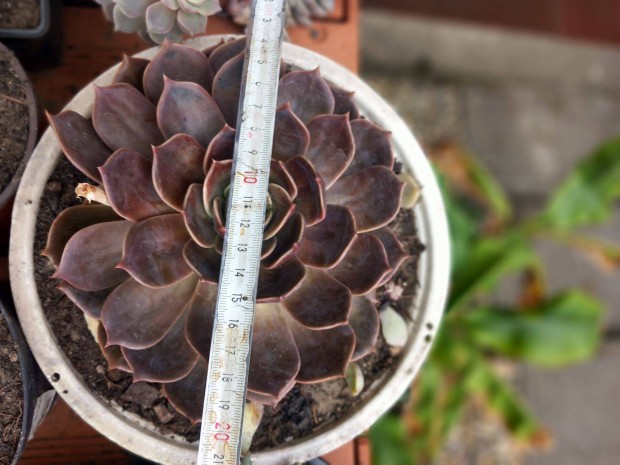 �ri�si s�t�t level� pozsga r�zsa t�lban �tm 20cm