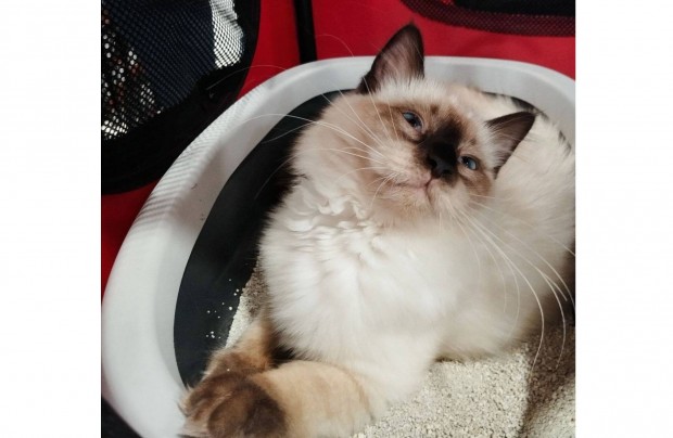 Original Ragdoll