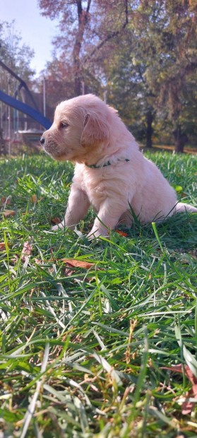 rkbe fogadhat Goldenretriever fajtatiszta jelleg