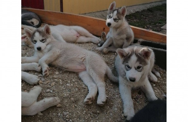 rkbefogadhat Husky jelleg kiskutyusok