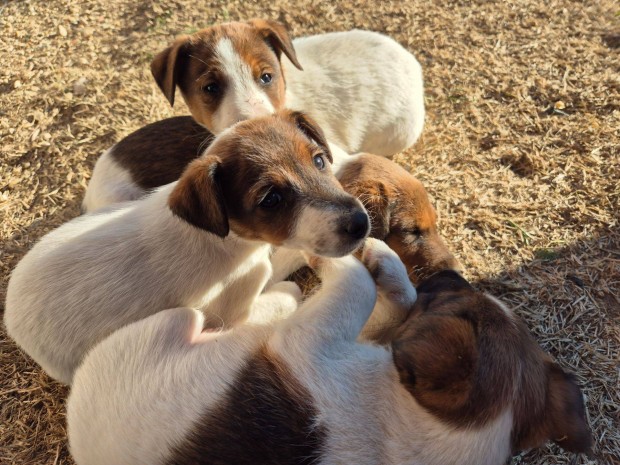 rkbefogadhat ingyen Foxterrier fajtatiszta jelleg kiskutyk