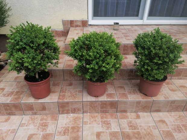rkzld Buxus