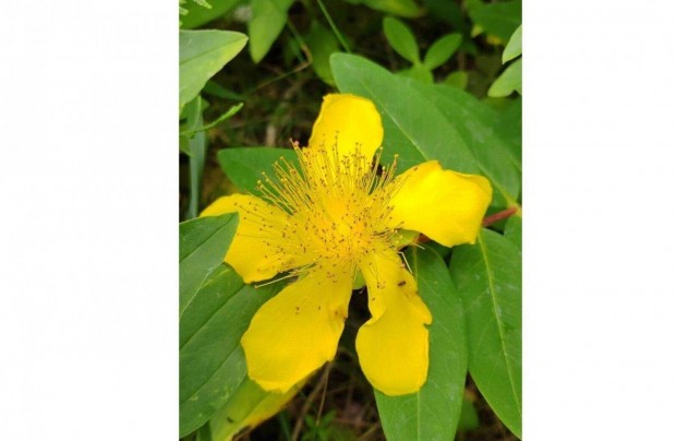 rkzld Orbncf Hypericum calycinum